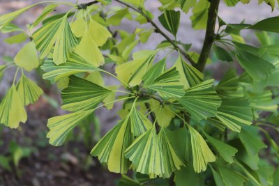 Gingo biloba 'Californian Sunset' - jinan dvoulaločný - listy (2)